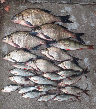 Carp bream