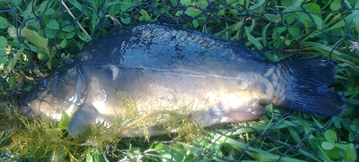 Carp