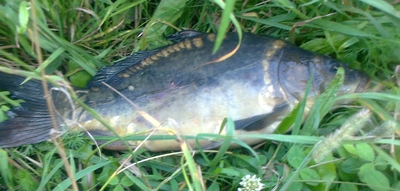 Carp