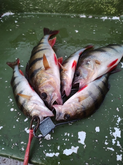 Eurasian perch