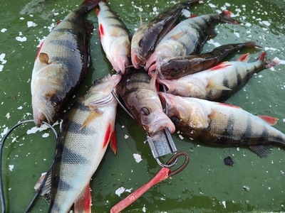Eurasian perch
