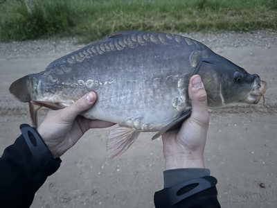 Carp