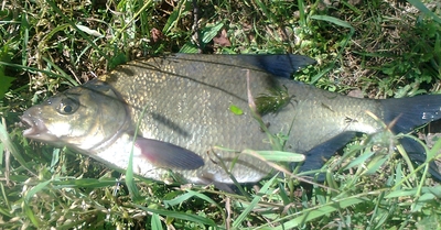 Carp bream