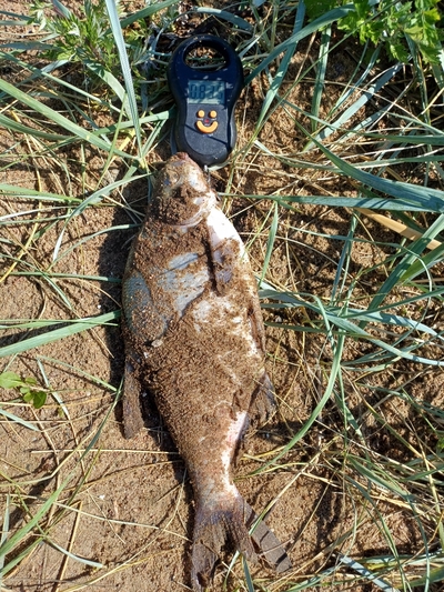 Carp bream