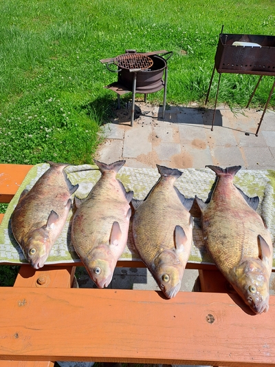 Carp bream