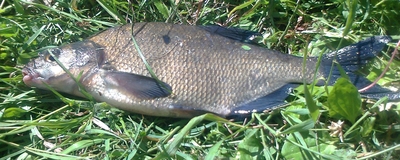 Carp bream