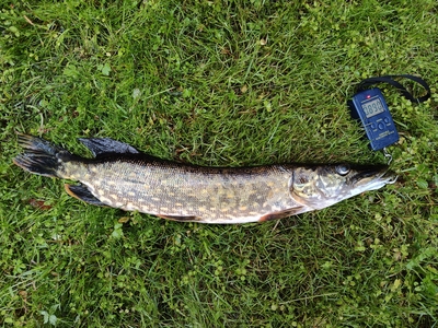Northern Pike