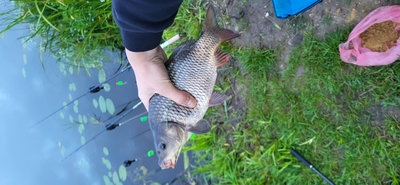Prussian carp