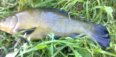 Tench