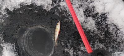 Eurasian perch