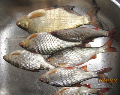Carp bream