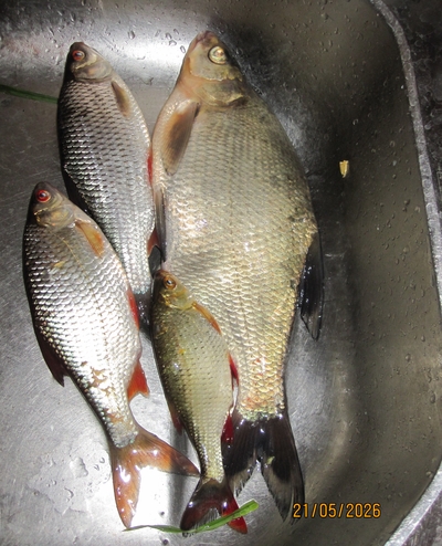 Carp bream