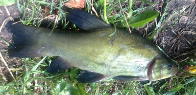 Tench