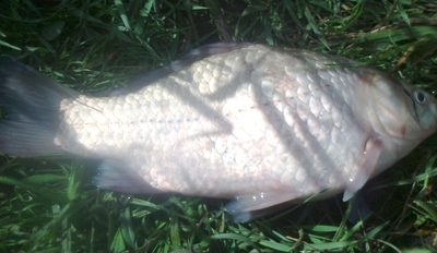 Prussian carp