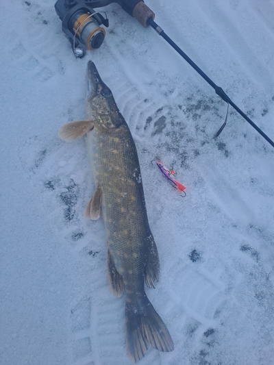 Northern Pike
