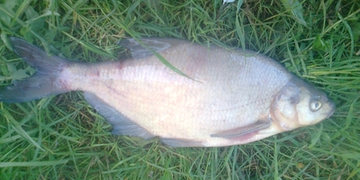 Carp bream