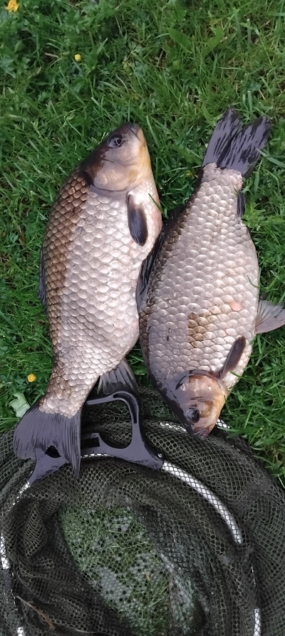 Prussian carp