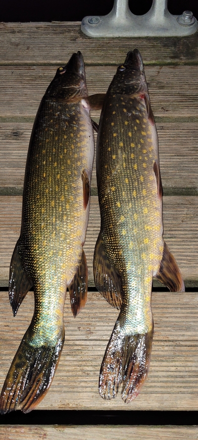 Northern Pike