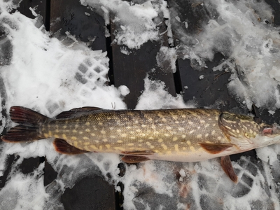 Northern Pike