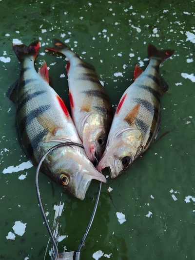 Eurasian perch