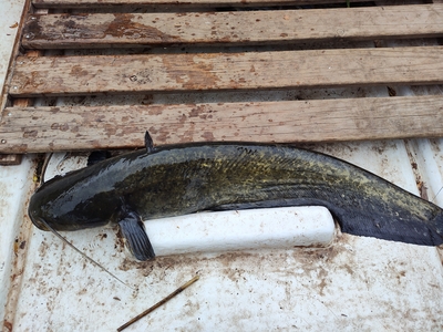 Wels catfish