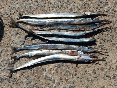 Garfish