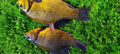 Crucian carp