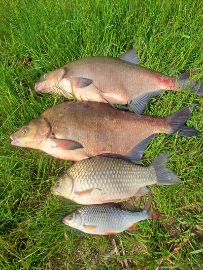 Carp bream