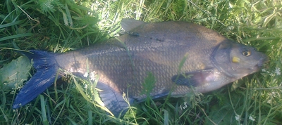 Carp bream