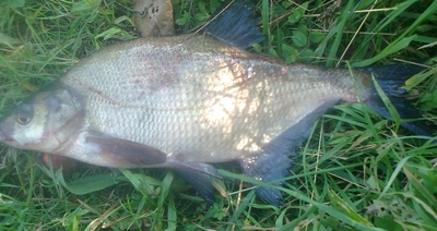 Carp bream