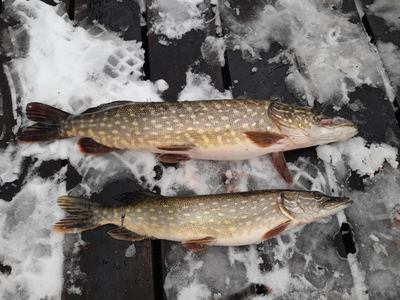 Northern Pike