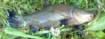 Tench