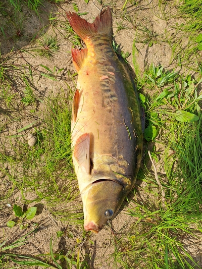 Carp