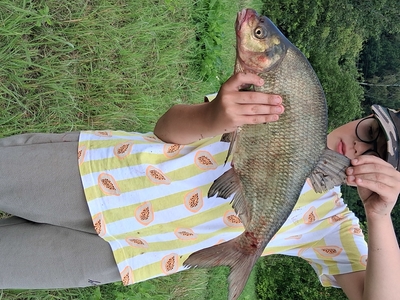 Carp bream