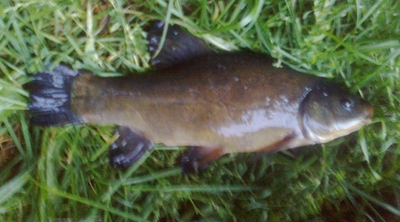 Tench