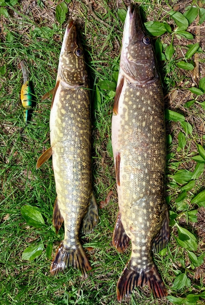 Northern Pike