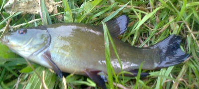 Tench