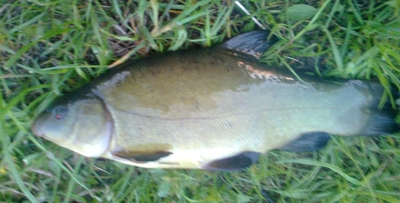 Tench