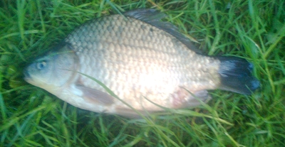 Prussian carp