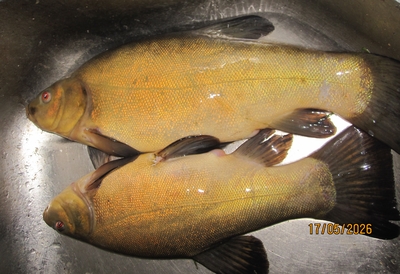 Tench