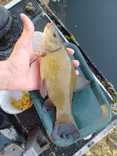 Tench