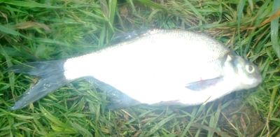 Carp bream