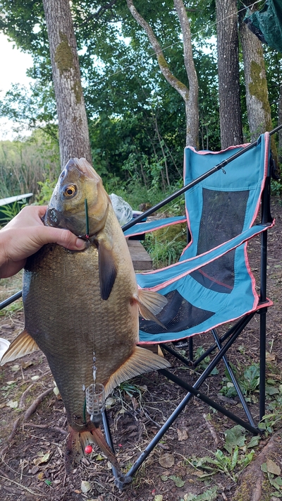 Carp bream