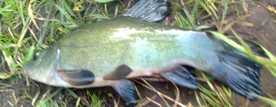 Tench
