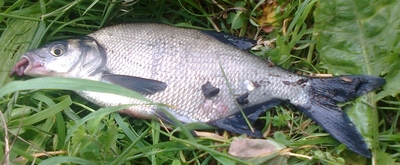 Carp bream