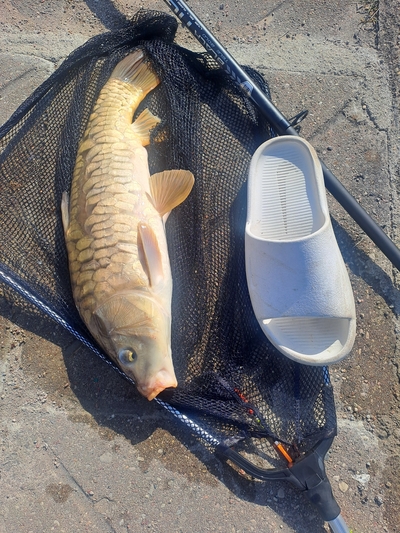 Carp