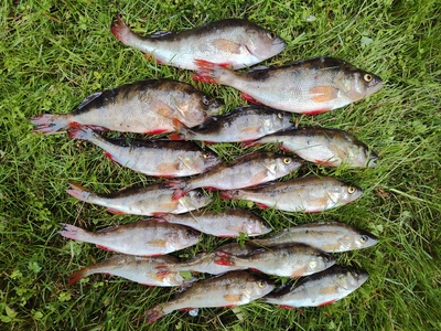 Eurasian perch