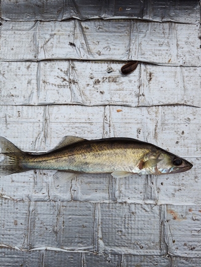 Pike perch