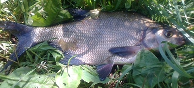Carp bream