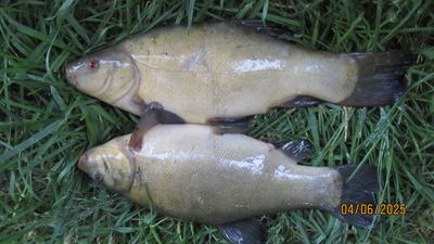 Tench